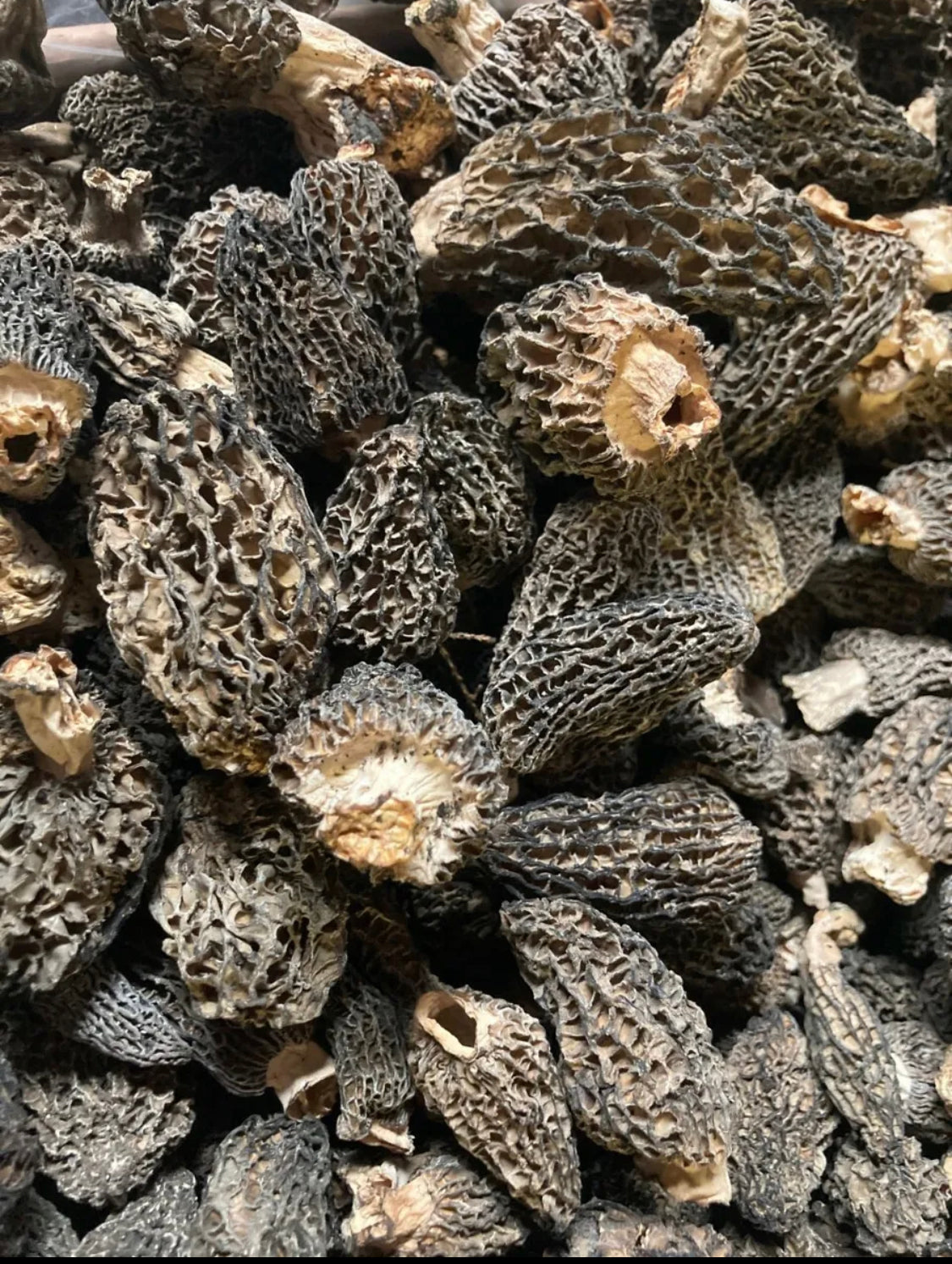 Dried Wild Grey-Green Morel Mushrooms Wild Crafted