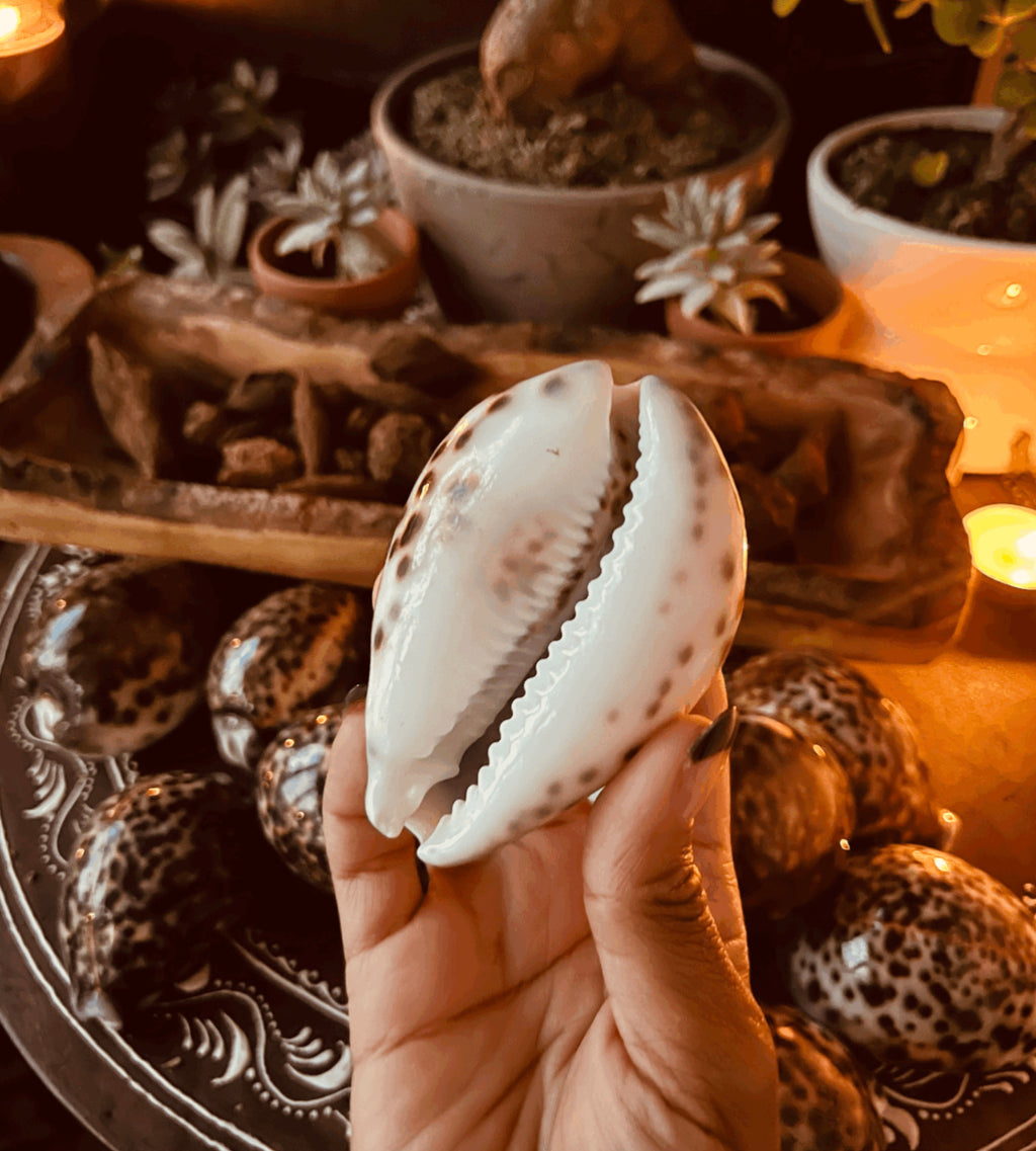 Cowrie Shell
